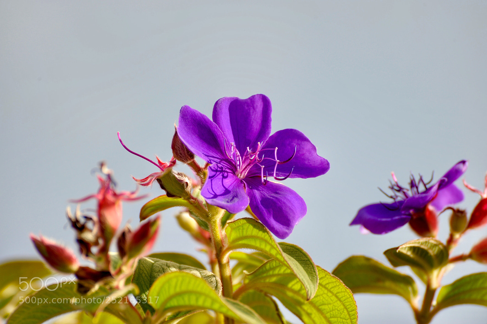 Nikon D700 sample photo. 《霞光野玫瑰》 photography