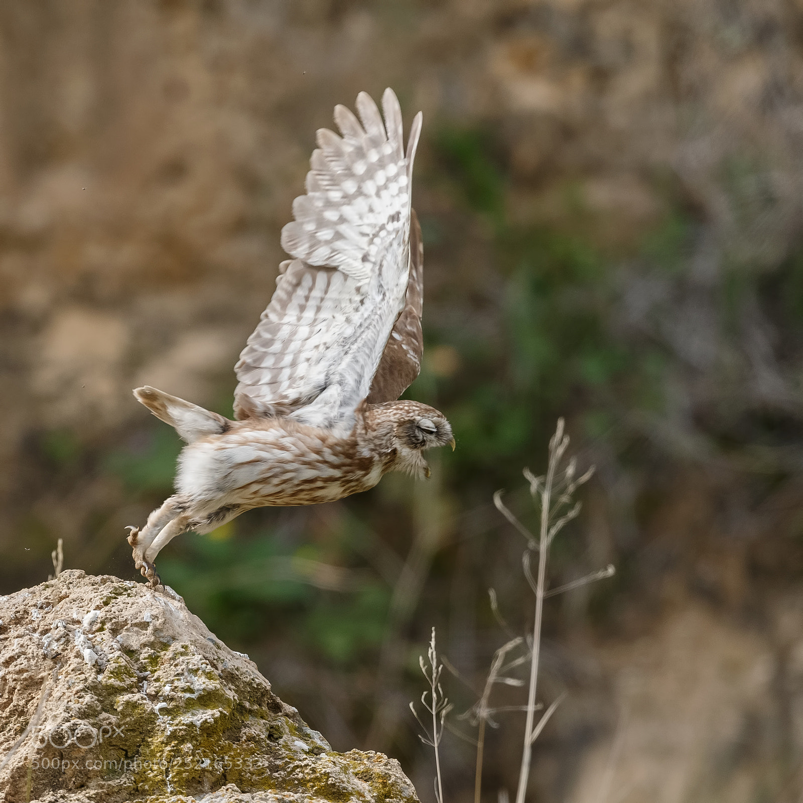 Canon EOS-1D X sample photo. Little owl photography