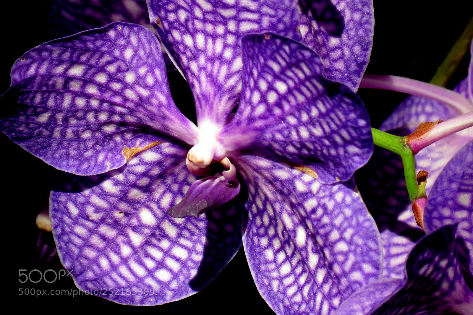 Canon PowerShot SX40 HS sample photo. Orchid orleans series 1 photography