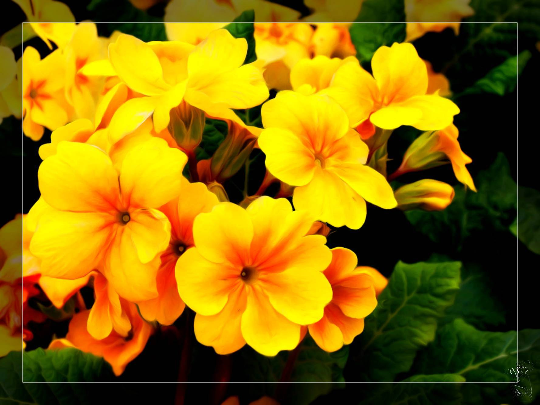 Canon EOS 650D (EOS Rebel T4i / EOS Kiss X6i) sample photo. Primrose in sunny yellow photography