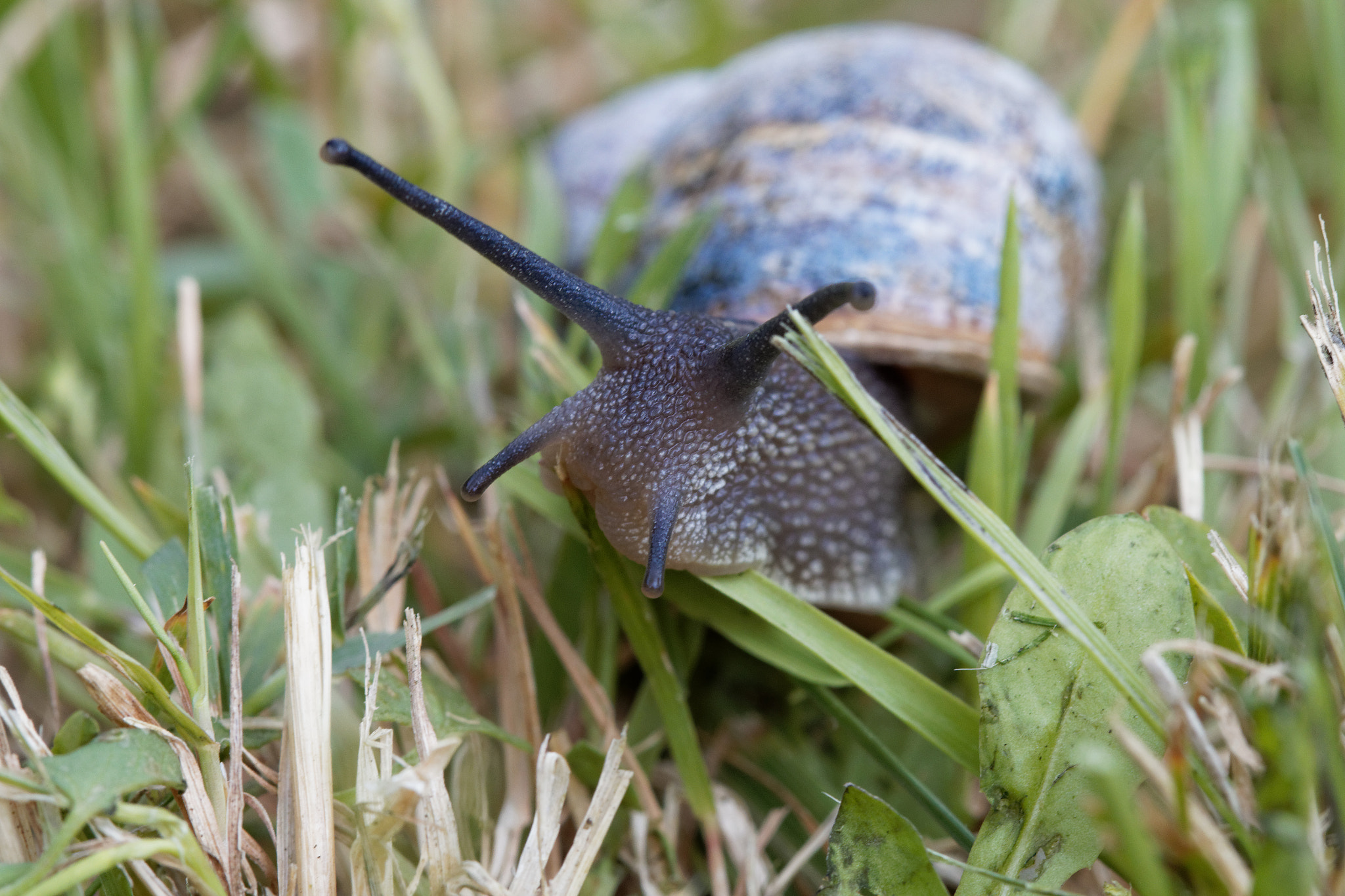 Canon EF 100mm F2.8 Macro USM sample photo. A little snail in the garden photography