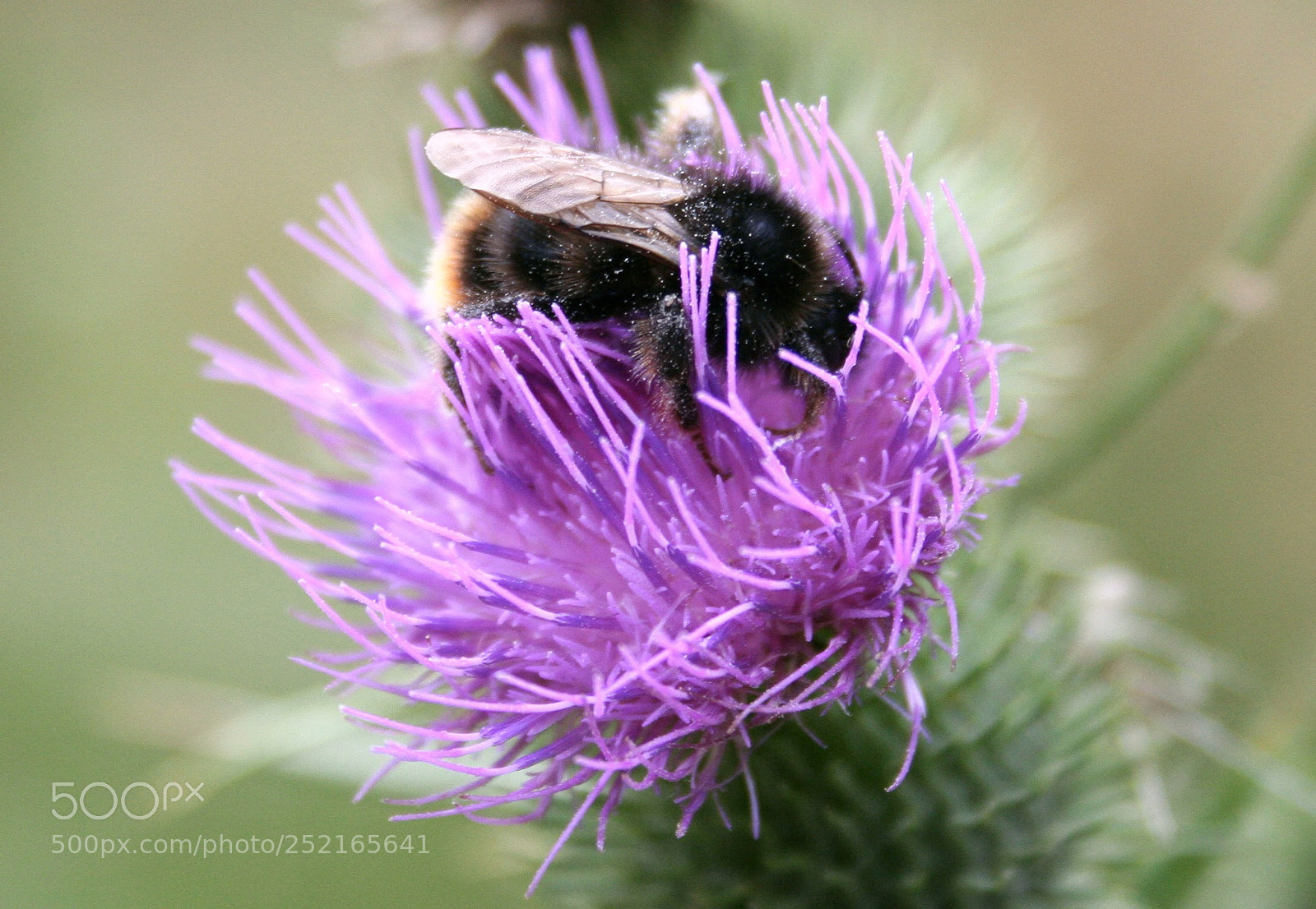 Canon EOS 350D (EOS Digital Rebel XT / EOS Kiss Digital N) sample photo. Bee on a thistle photography