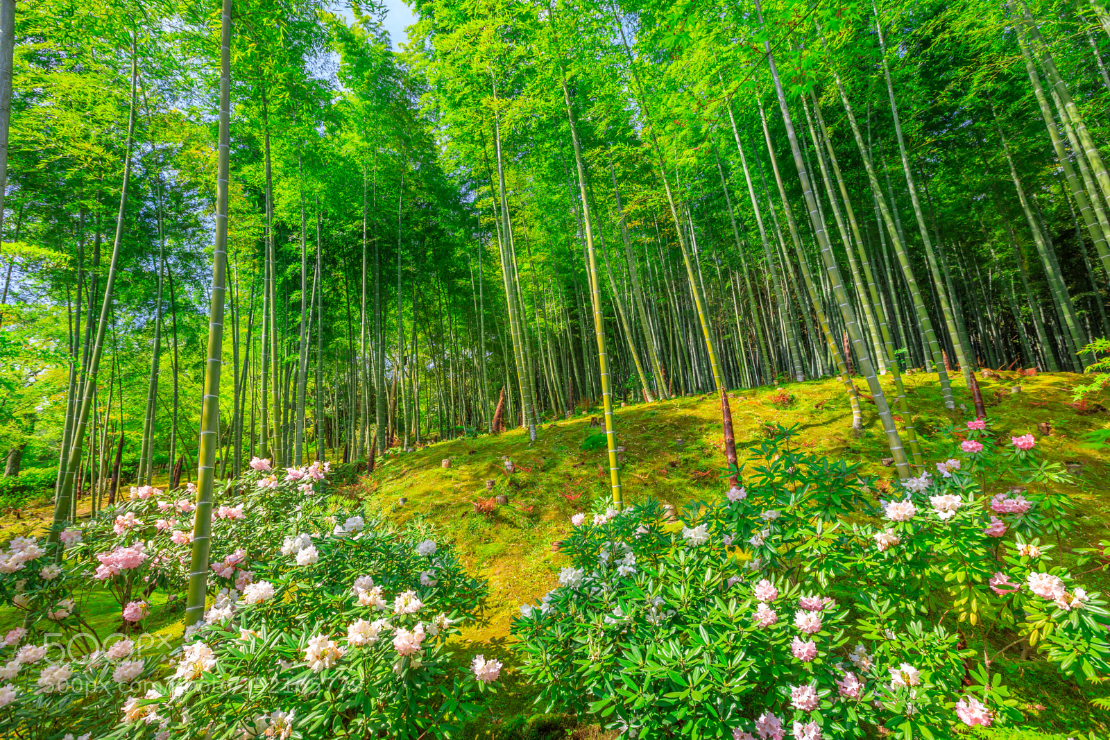 Canon EOS 5D Mark IV sample photo. Bamboo forest in arashiyama photography