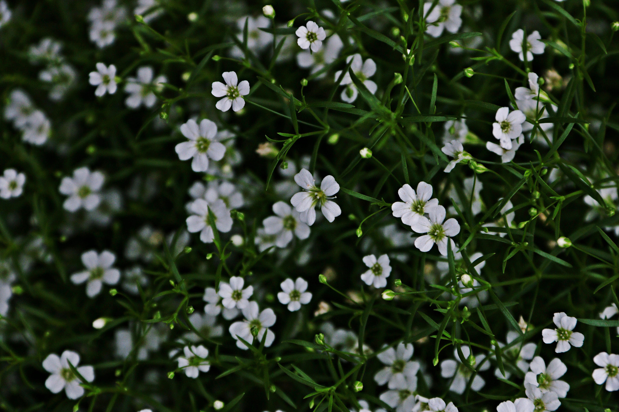 Canon EF-S 18-200mm F3.5-5.6 IS sample photo. Img photography