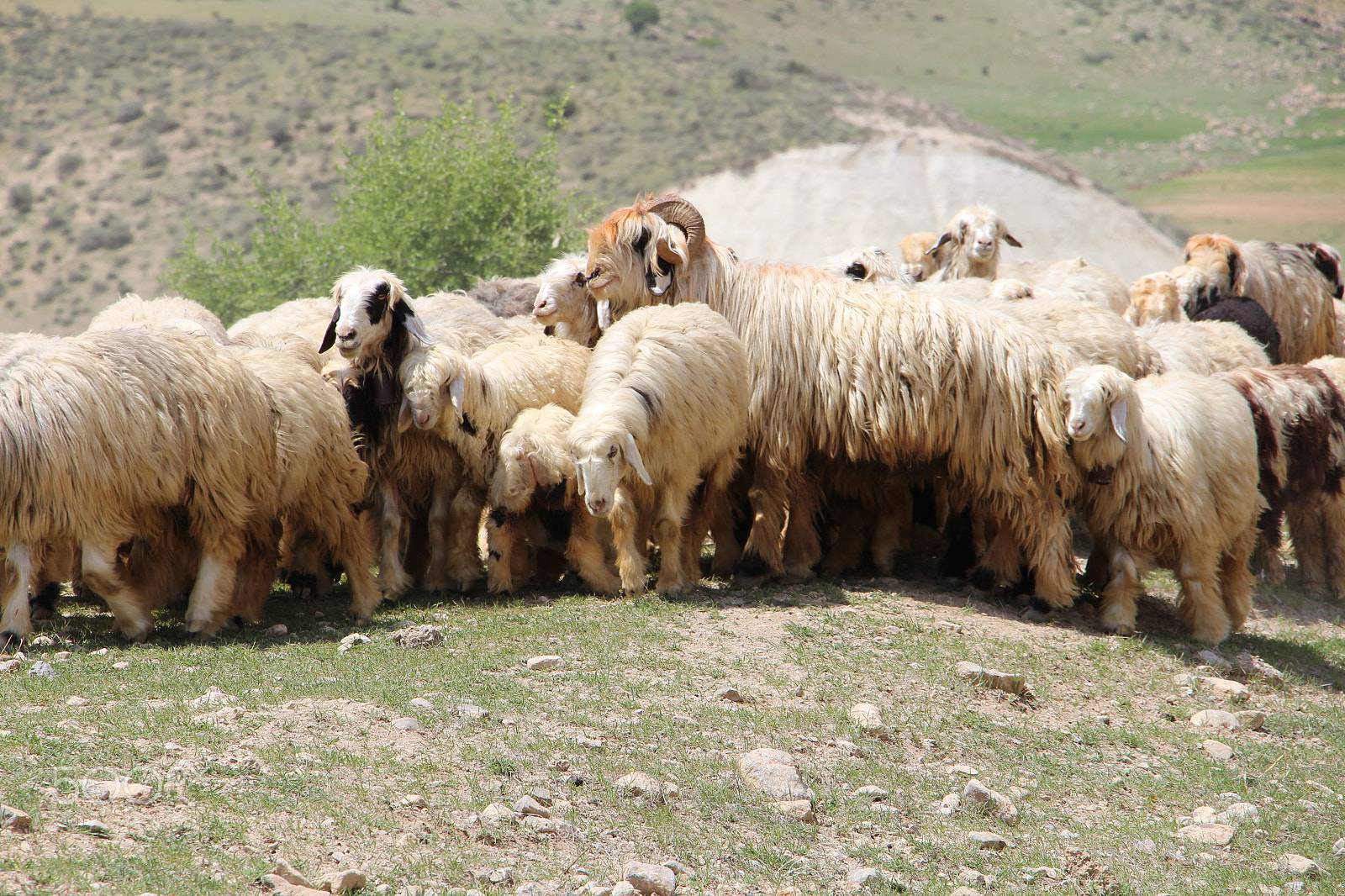 Canon EOS 700D (EOS Rebel T5i / EOS Kiss X7i) + Canon EF-S 18-135mm F3.5-5.6 IS STM sample photo. Sheep photography