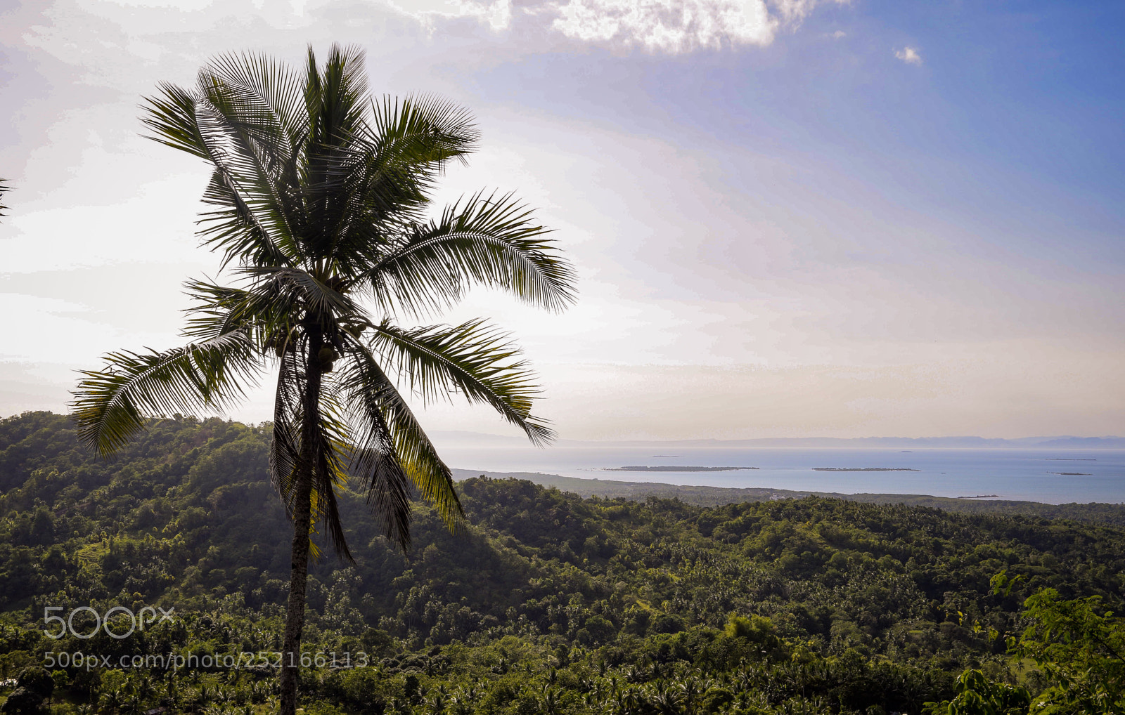 Nikon D5300 sample photo. Palm in the sun photography