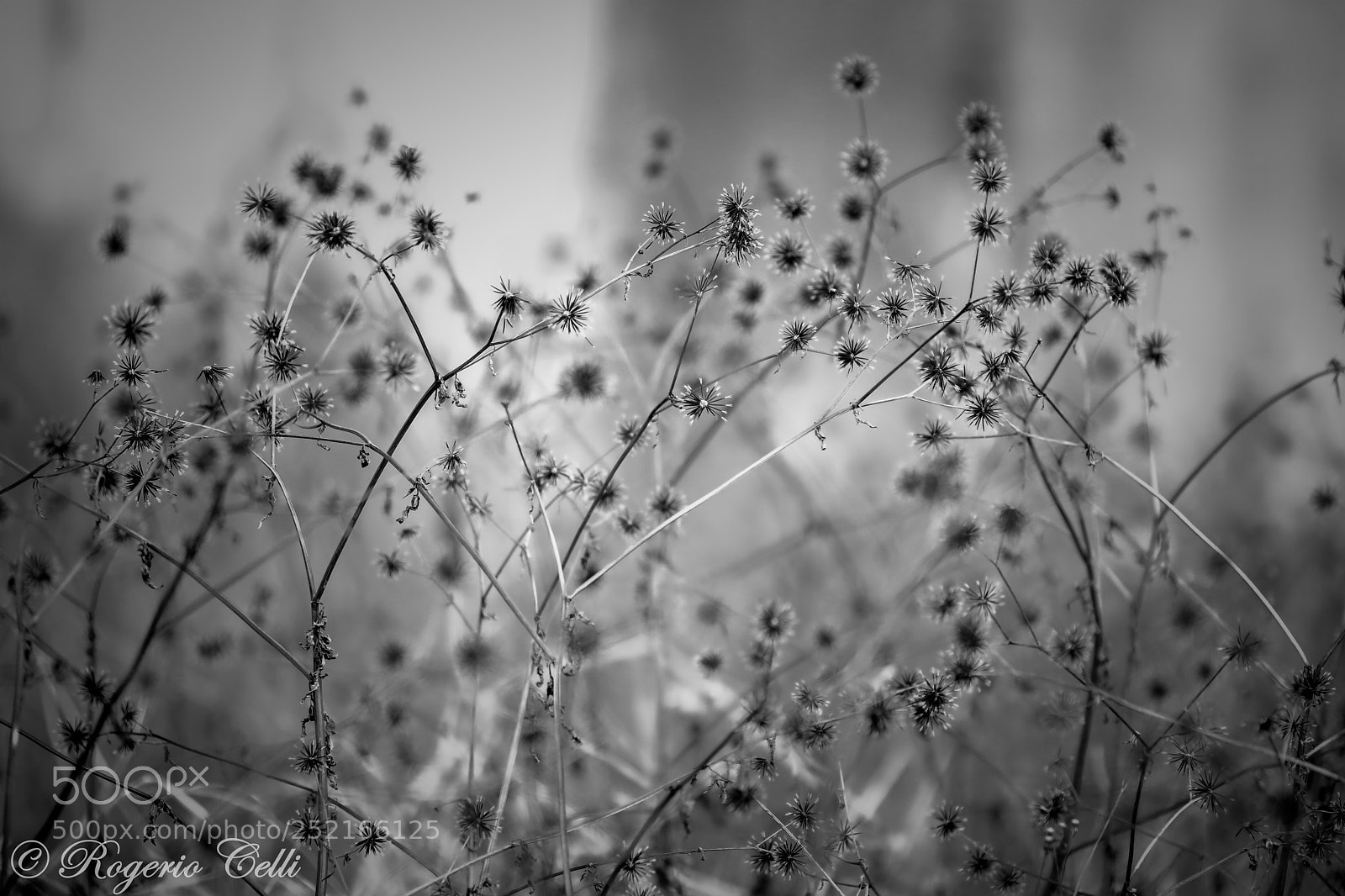 Canon EOS 5D Mark IV sample photo. Focus on the foreground  photography