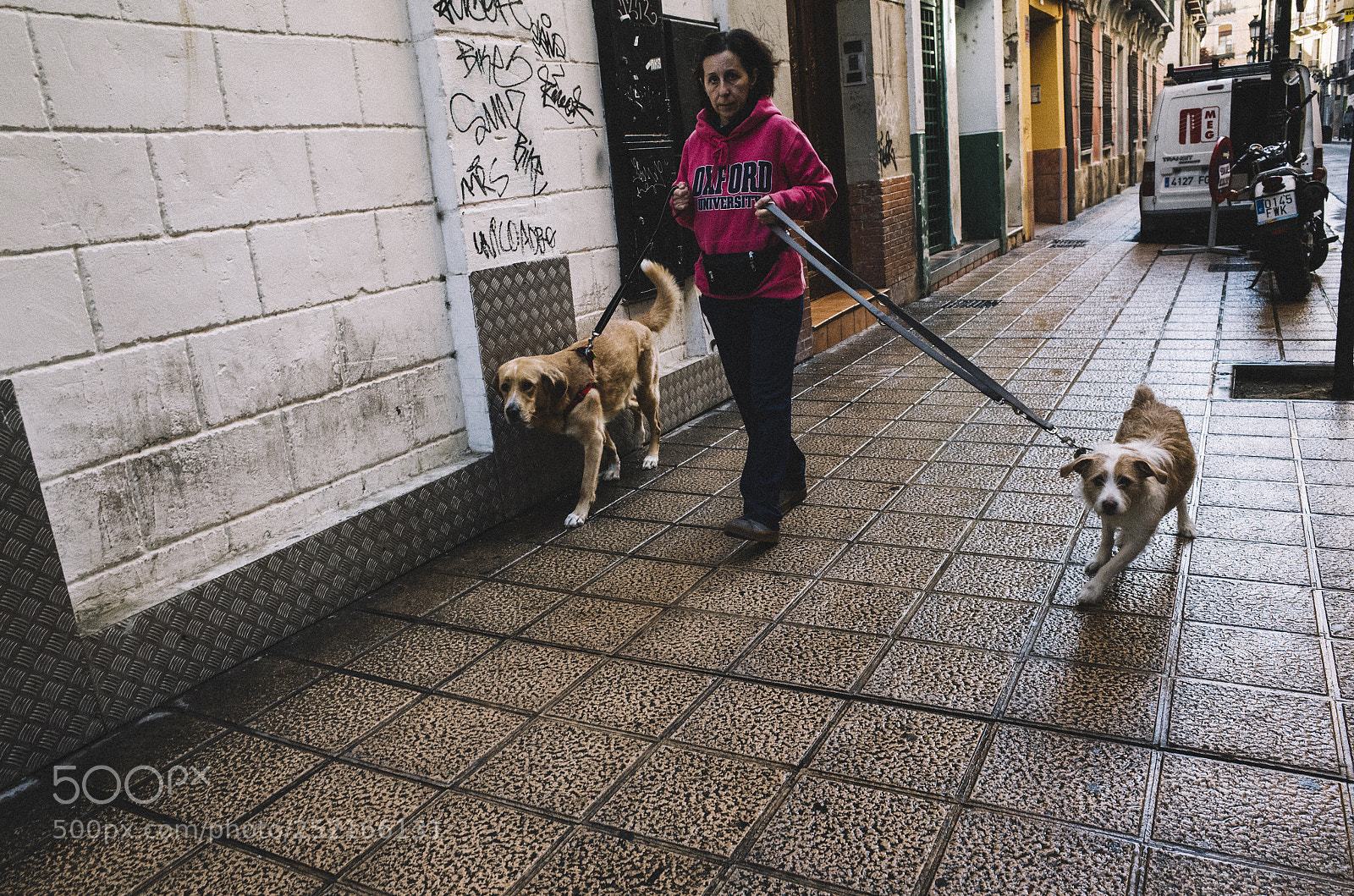 Ricoh GR II sample photo. Dogs photography