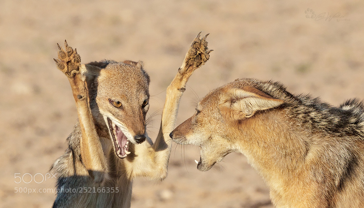 Canon EOS-1D X Mark II sample photo. Bbjkgalagadi photography