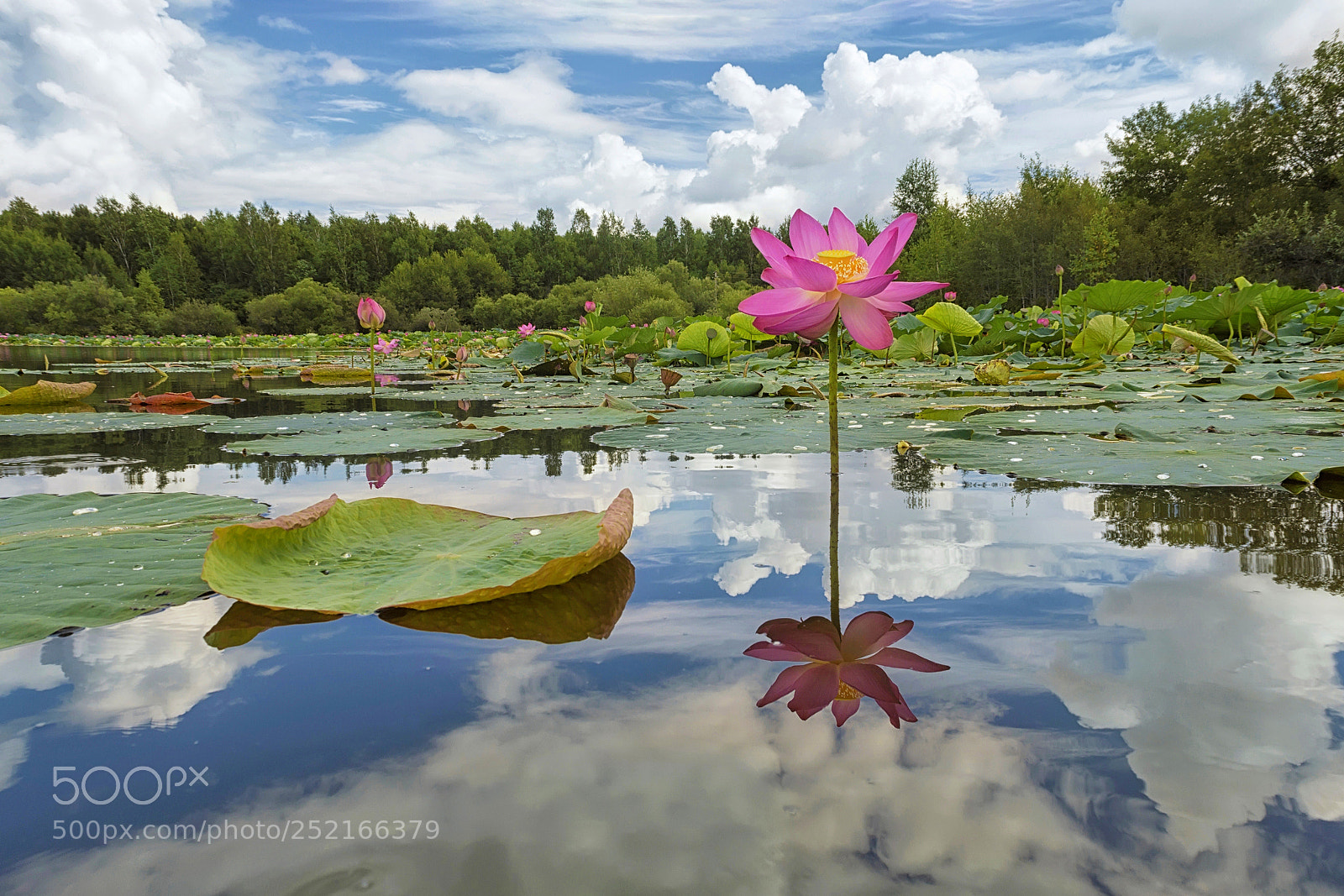 Nikon D3200 sample photo. Pink pearl of the photography