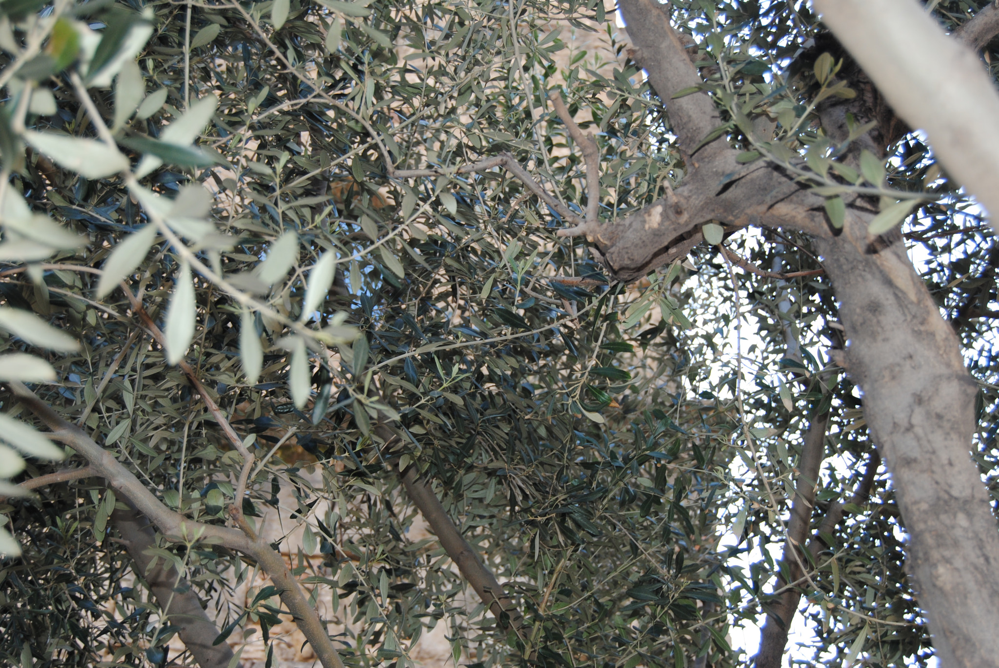 Nikon D3000 sample photo. The tree with no fruit photography