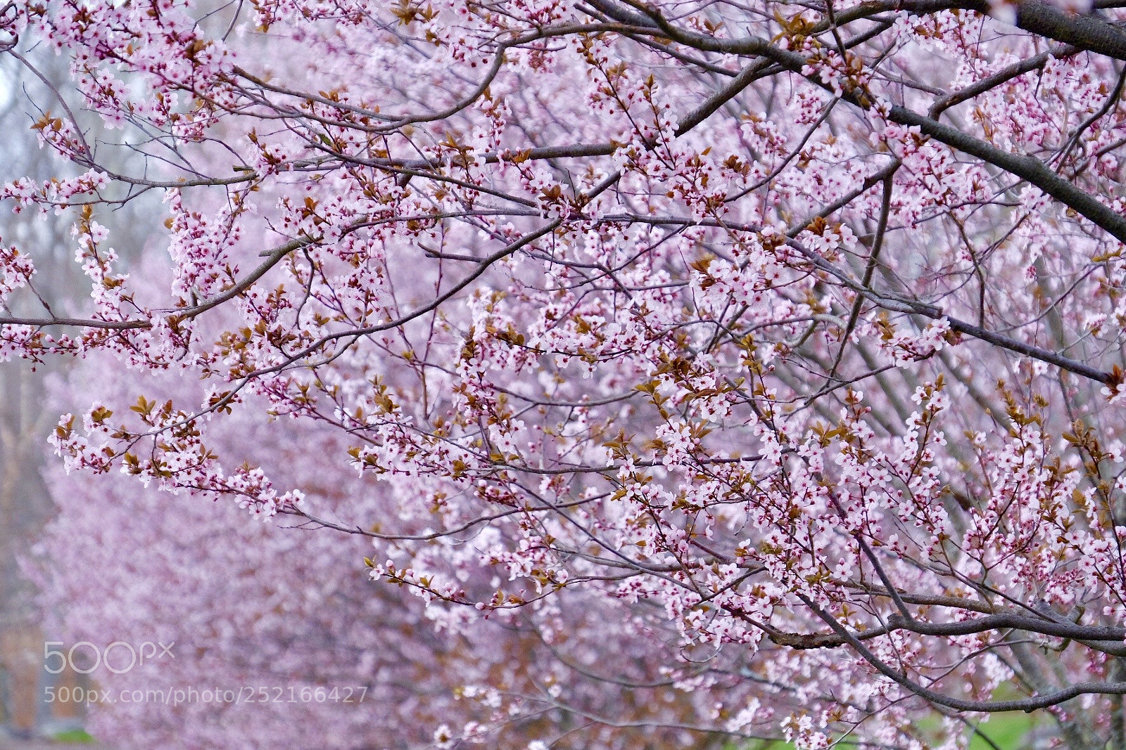Fujifilm X-Pro2 sample photo. Plum blossom  photography