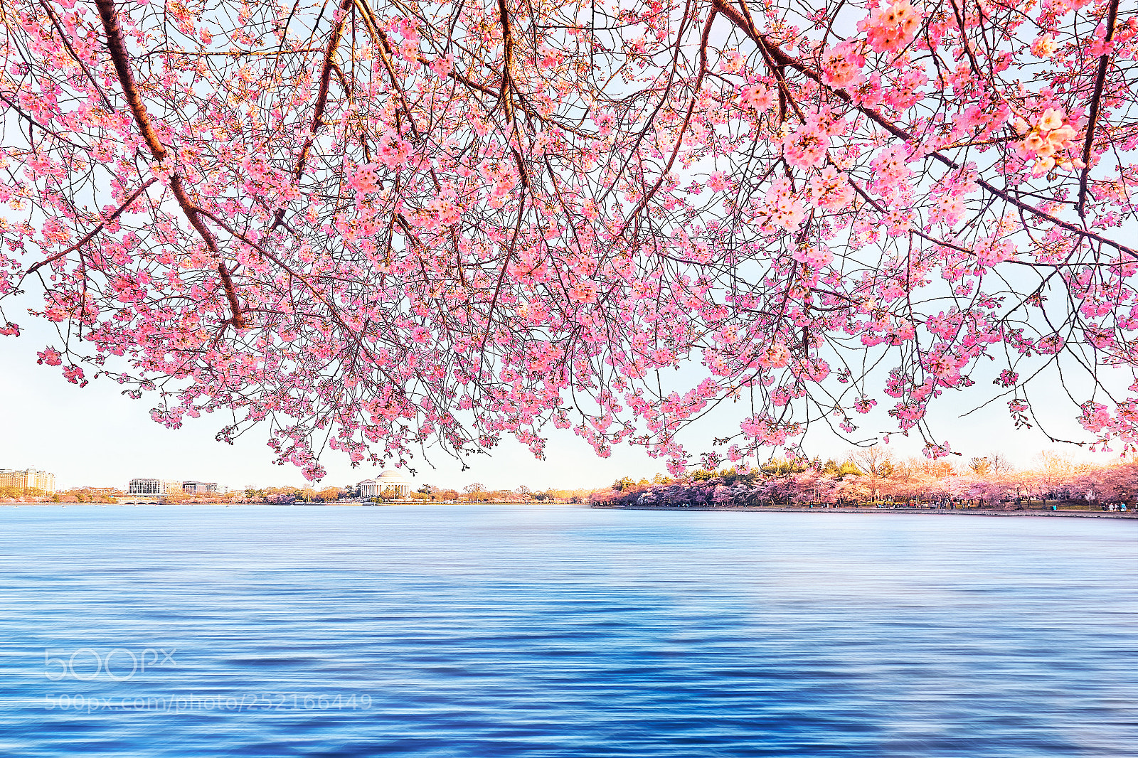 Sony a7 sample photo. Cherry blossom photography