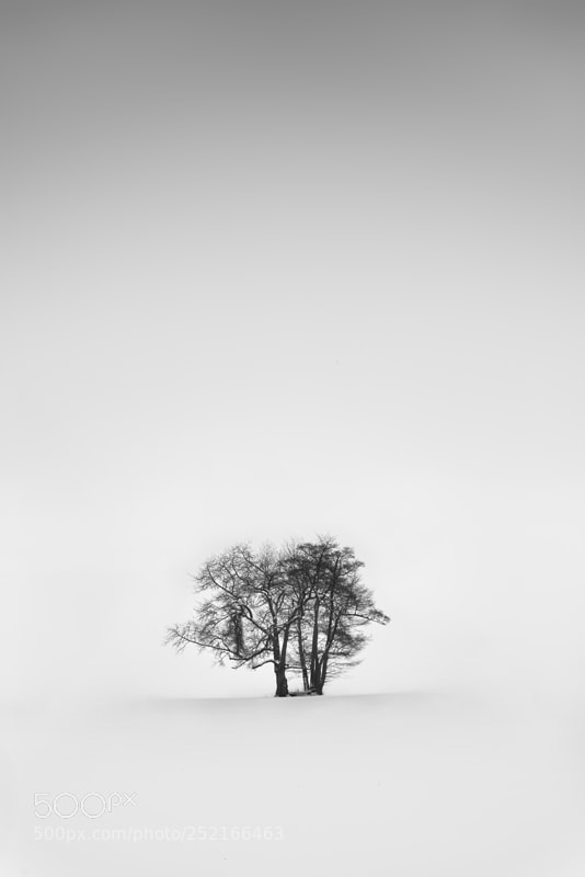 Nikon D810 sample photo. Lonely photography