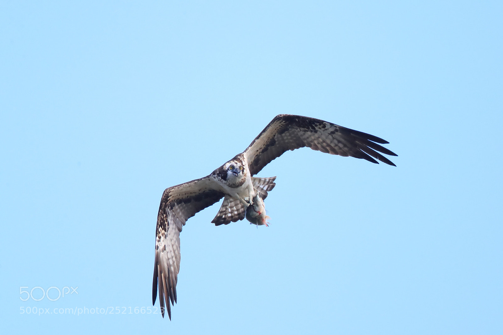 Canon EOS-1D X Mark II sample photo. ミサゴ osprey  photography