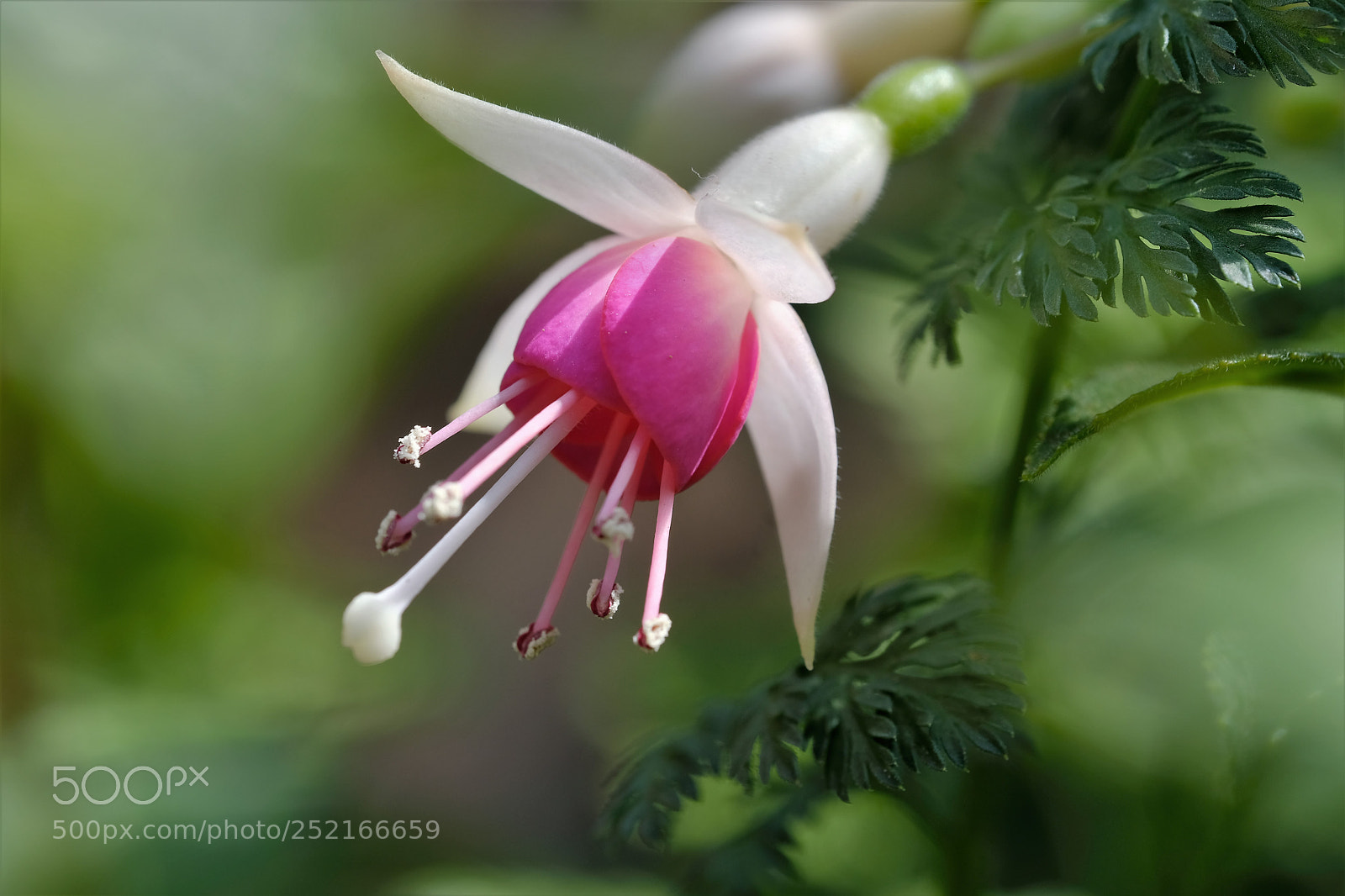 Fujifilm X-T2 sample photo. Small pretty flowers photography