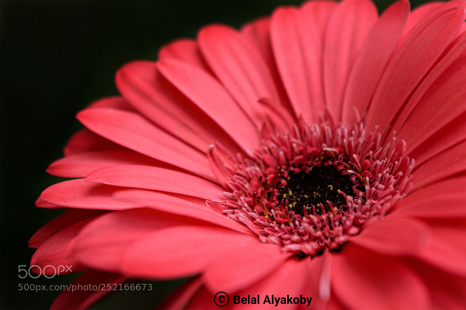 Nikon D5500 sample photo. Pink flower photography