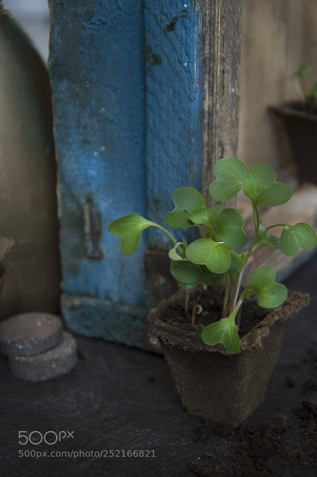 Nikon D3200 sample photo. Seedling photography