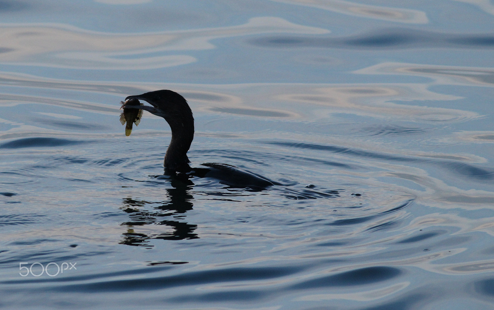 Canon EOS 600D (Rebel EOS T3i / EOS Kiss X5) + Canon EF 400mm F5.6L USM sample photo. Cormorant photography