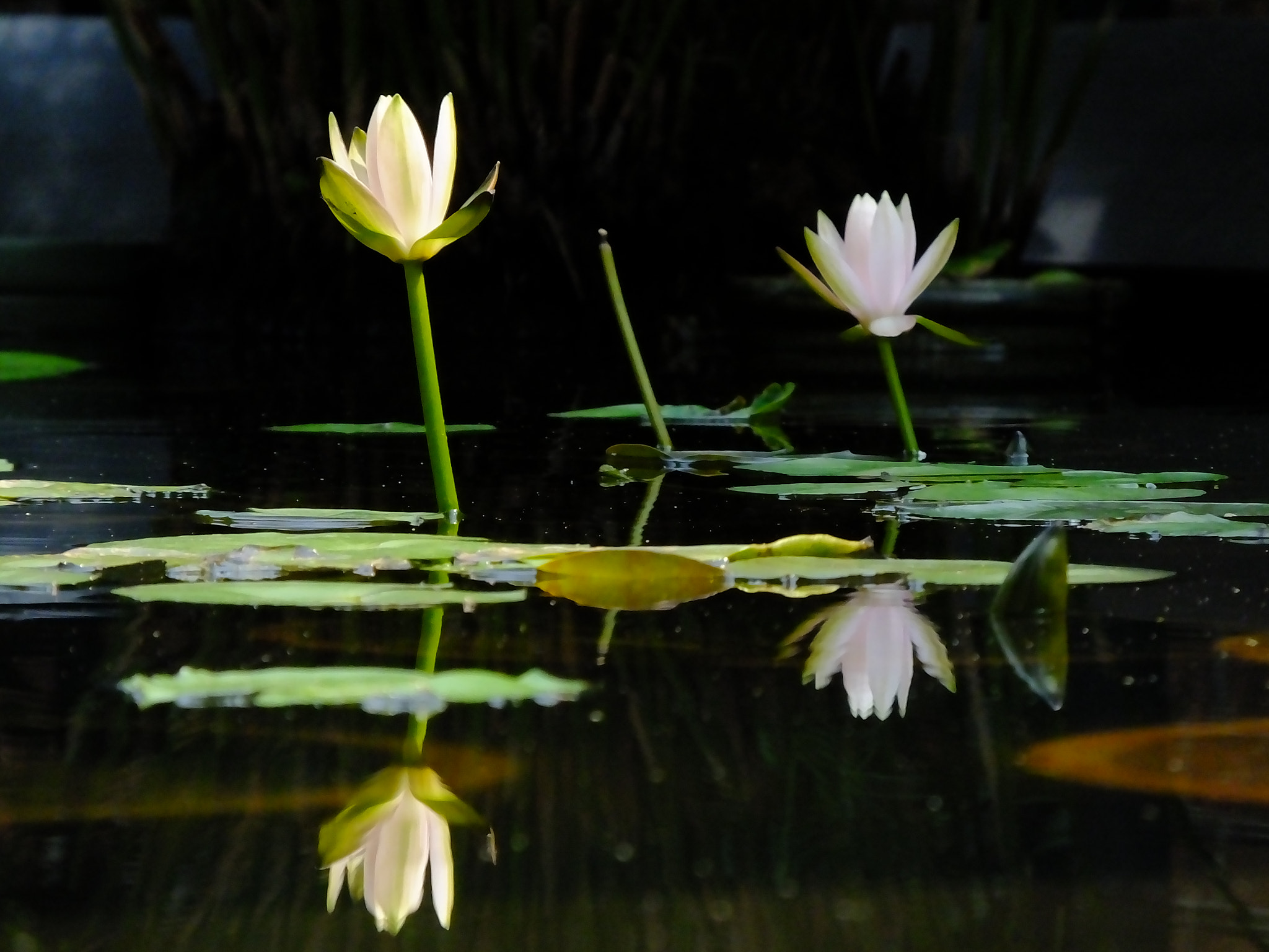 Fujifilm FinePix HS50 EXR sample photo. Waterlily reflection photography