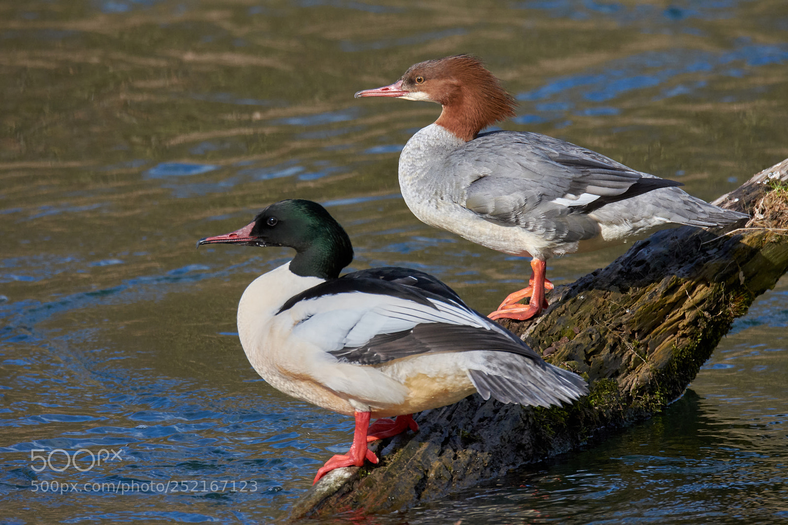 Nikon D7200 sample photo. Goosander photography