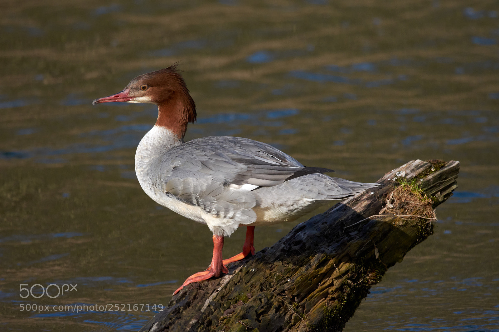 Nikon D7200 sample photo. Goosander photography