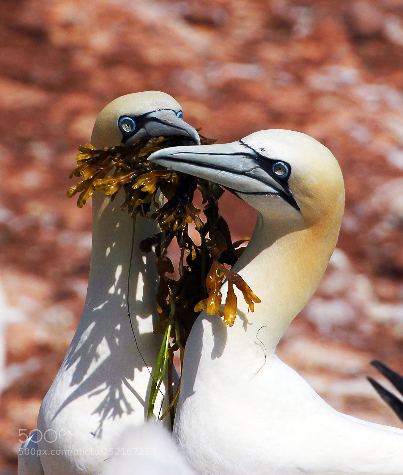 Canon EOS 550D (EOS Rebel T2i / EOS Kiss X4) sample photo. Bird in love photography