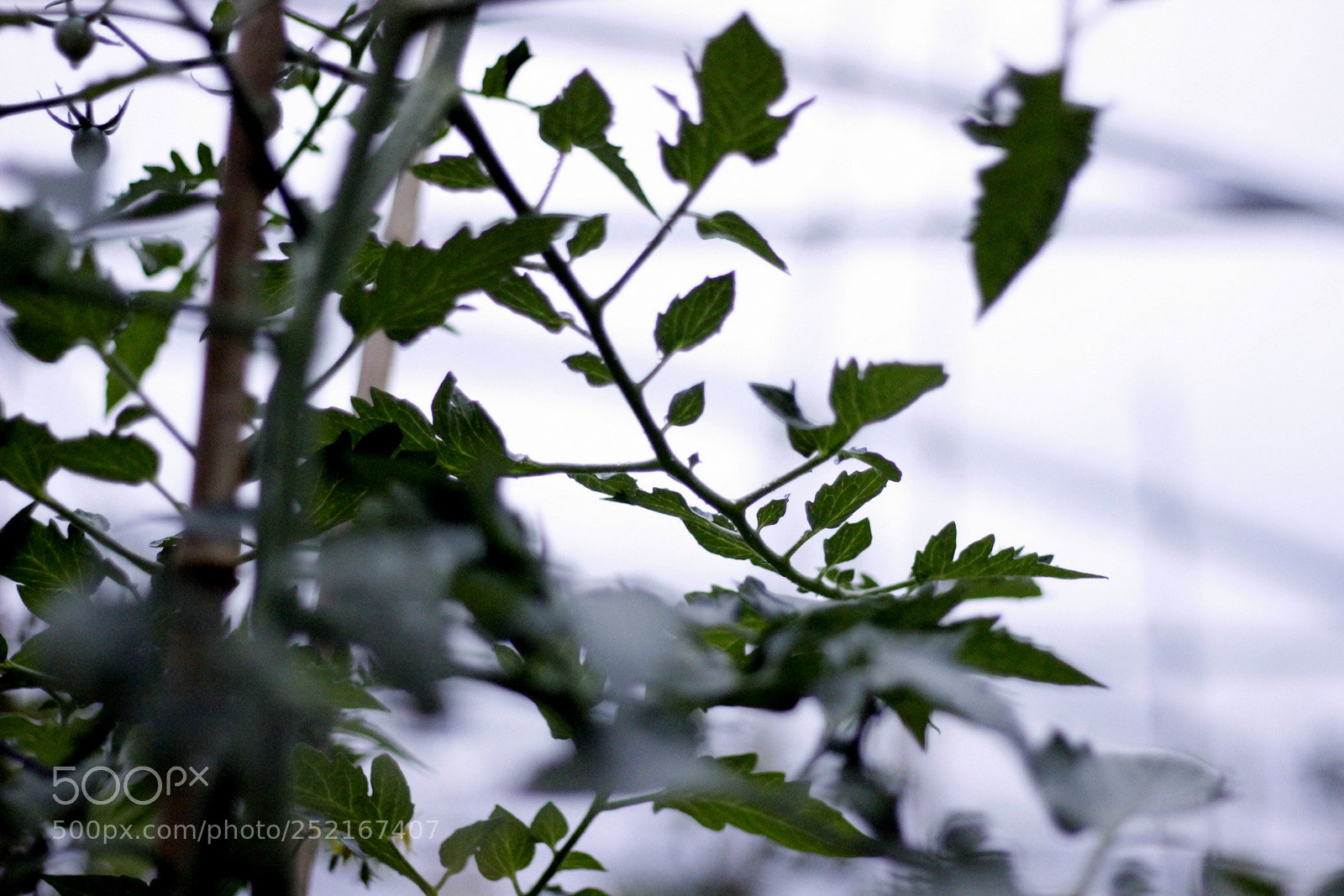 Canon EOS 600D (Rebel EOS T3i / EOS Kiss X5) + Canon EF 50mm F1.8 II sample photo. Untitled photography