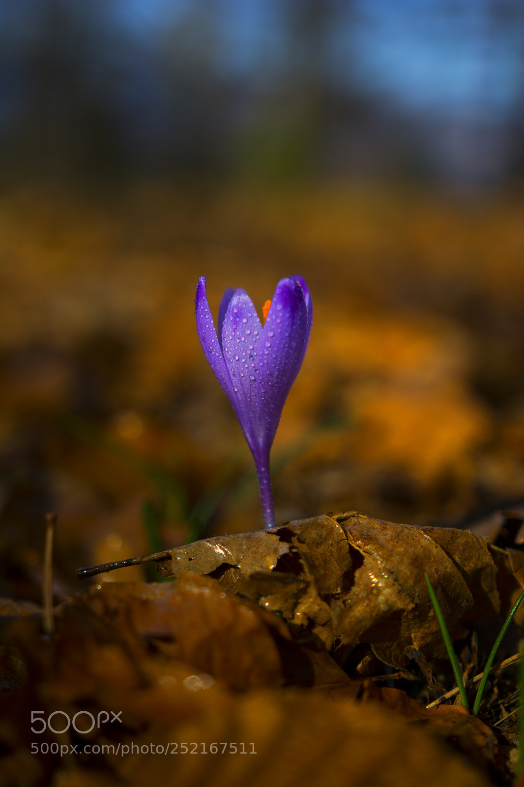 Nikon D7100 sample photo. (crocus vernus) springtime... photography