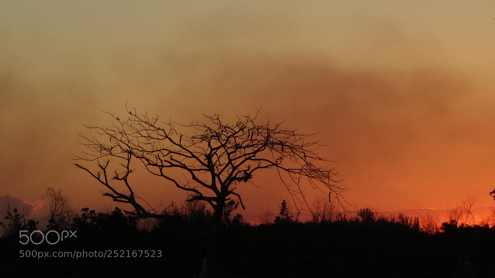 Sony Cyber-shot DSC-RX100 II sample photo. Smoke rising from brush photography