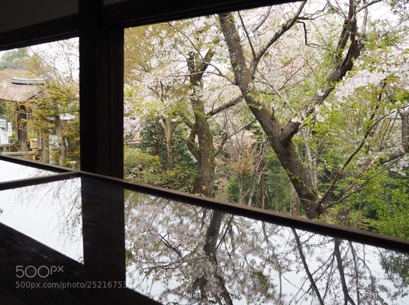 Olympus PEN E-PL7 sample photo. Yoshimizu-jinja shrine photography