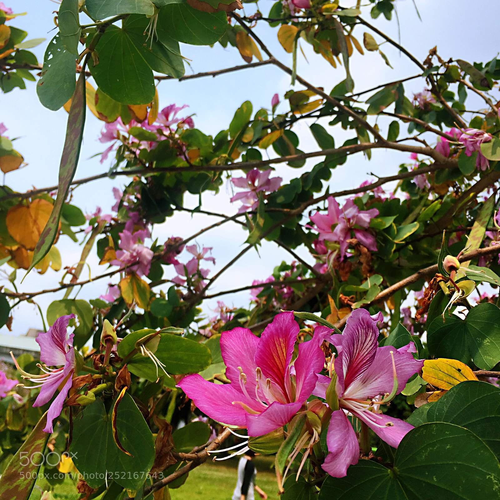 Apple iPhone 6s Plus sample photo. Mission complete!
從八德路一段走到四段，每次來台灣都要健走。
2015台北
2016墾丁、高雄、台南、台中、台北
2018花蓮、宜蘭、台北
看見自己曾經走過的 photography