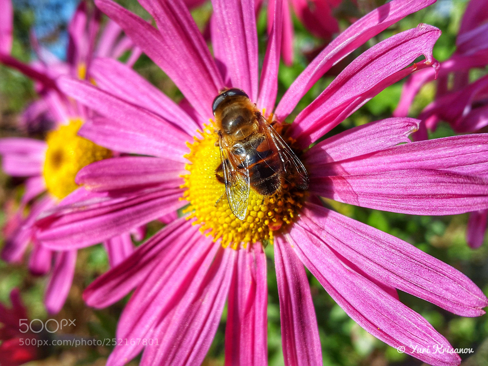 Samsung Galaxy Alpha sample photo. Hoverfly and aster photography