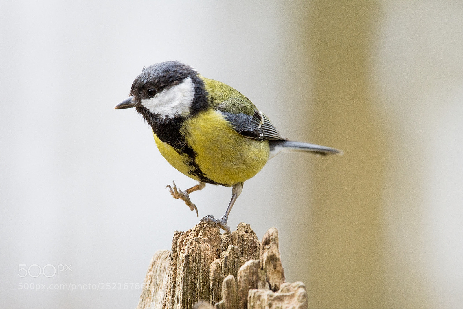 Nikon D7200 sample photo. Parus major vi photography