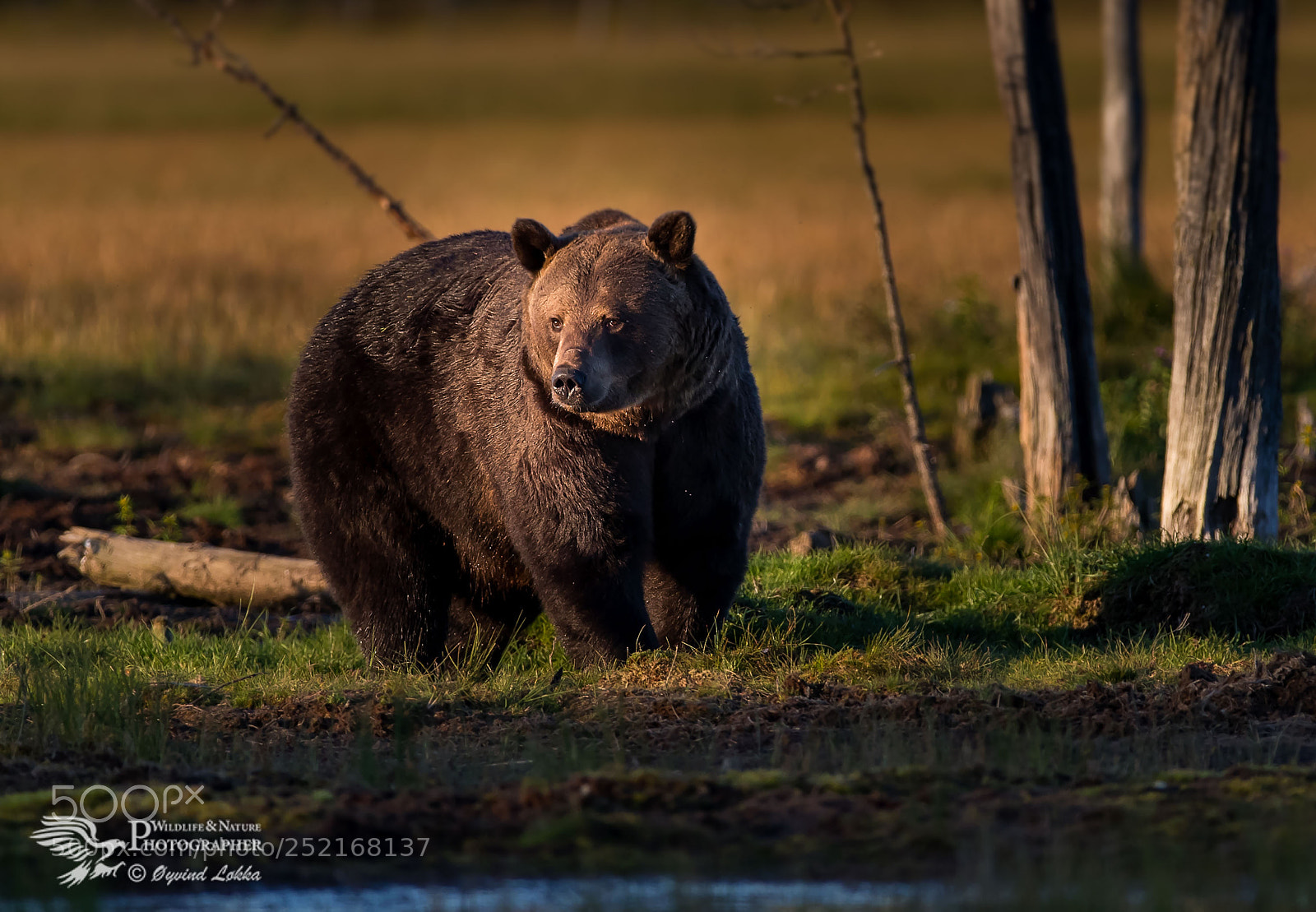 Canon EOS-1D X Mark II sample photo. Brown bear photography