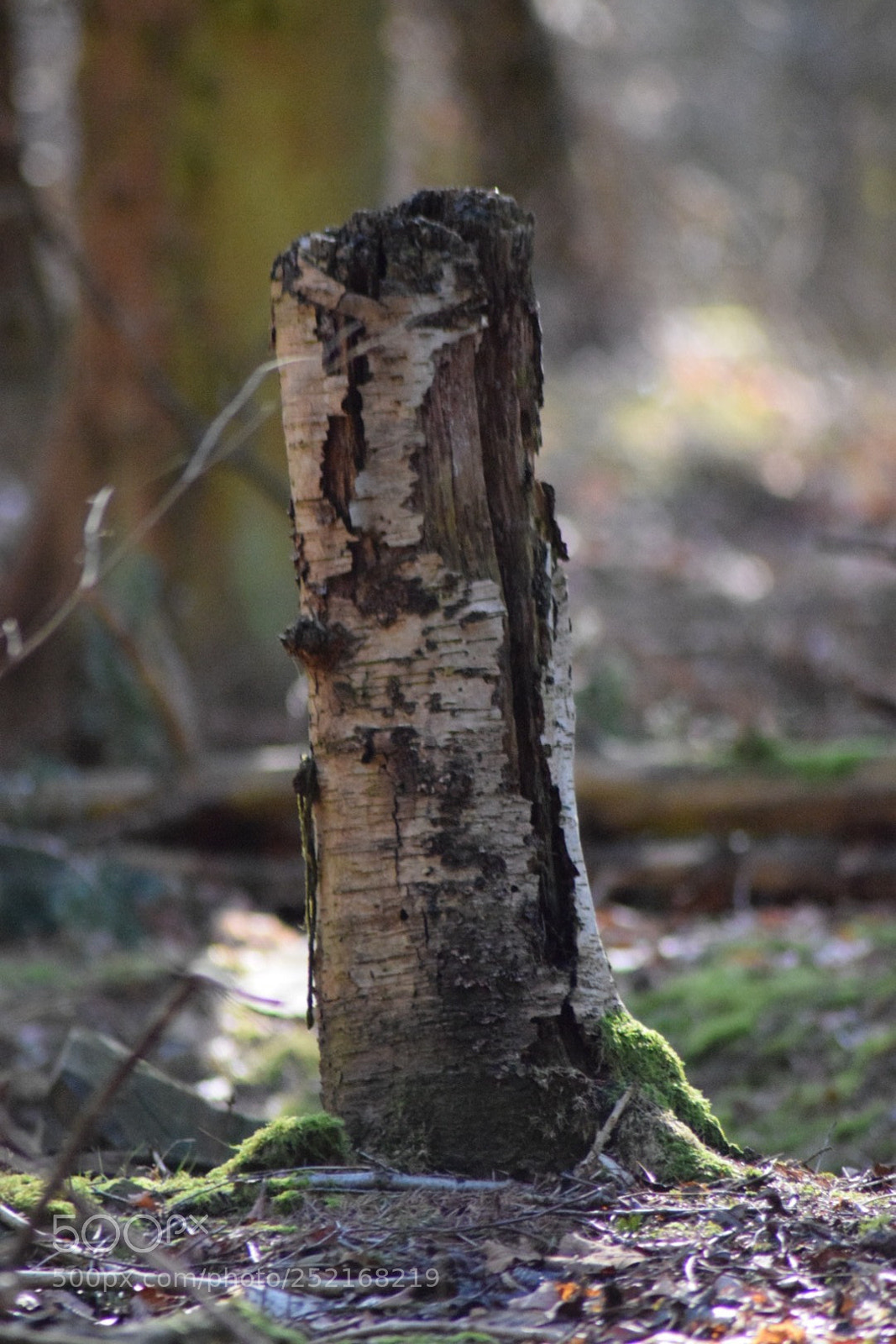 Nikon D5300 sample photo. Untitled photography