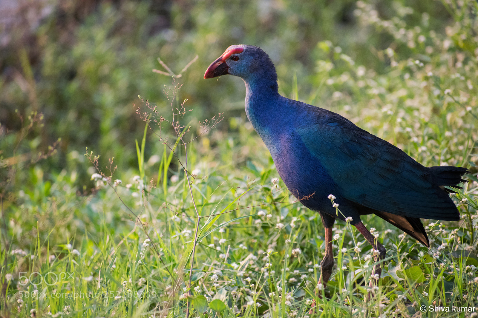 Nikon D3300 sample photo. Moorhen photography
