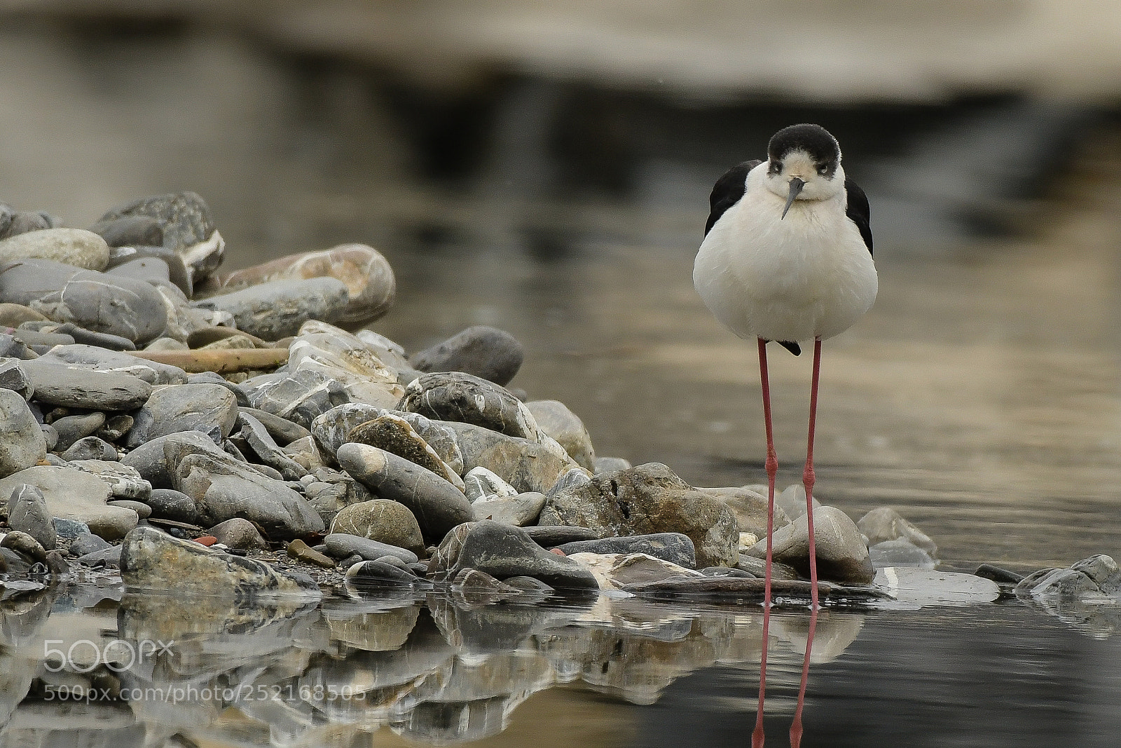 Nikon D500 sample photo. Cavaliere d'italia (d) photography