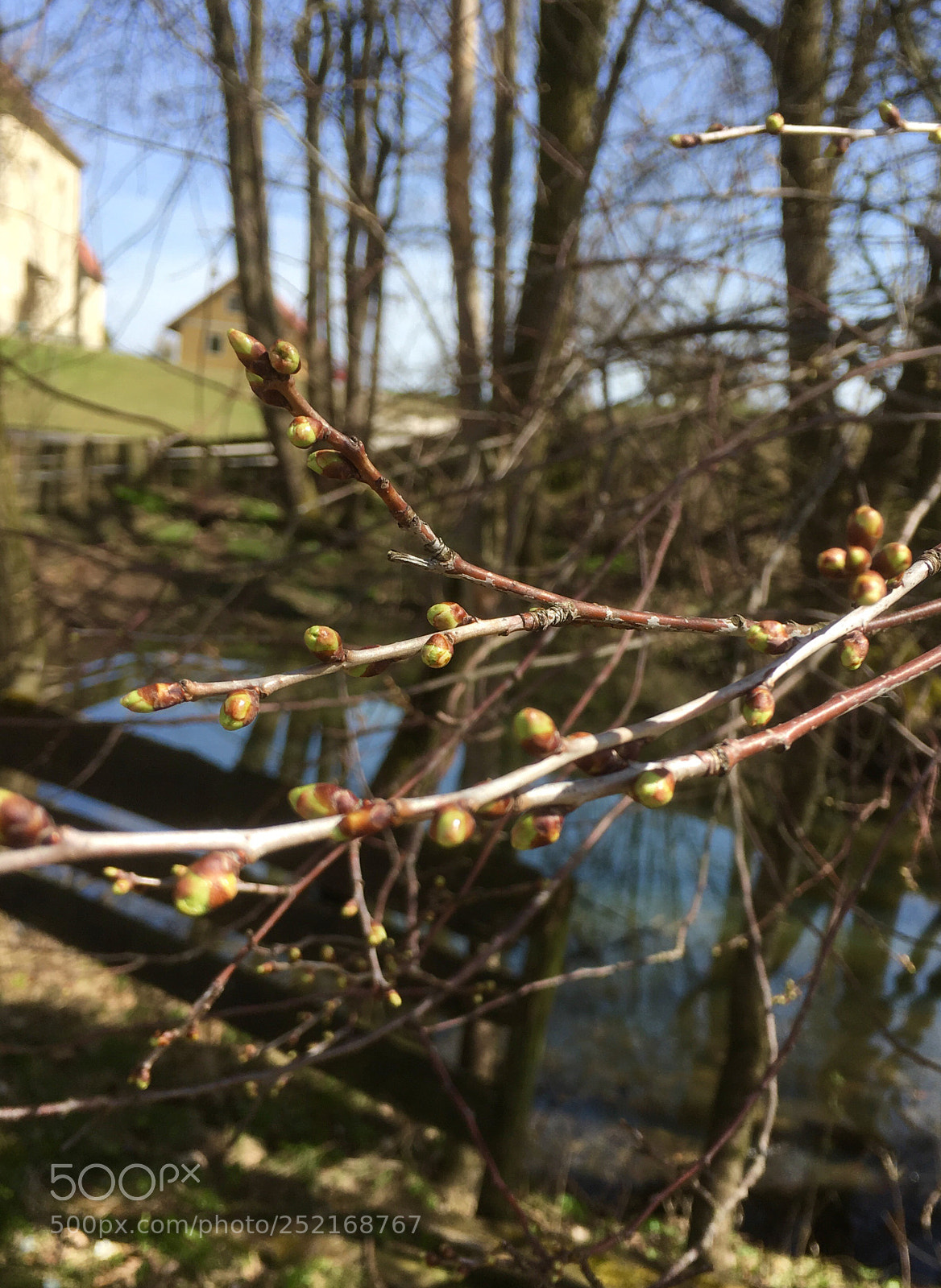 Apple iPhone SE sample photo. Buds are just showing  photography