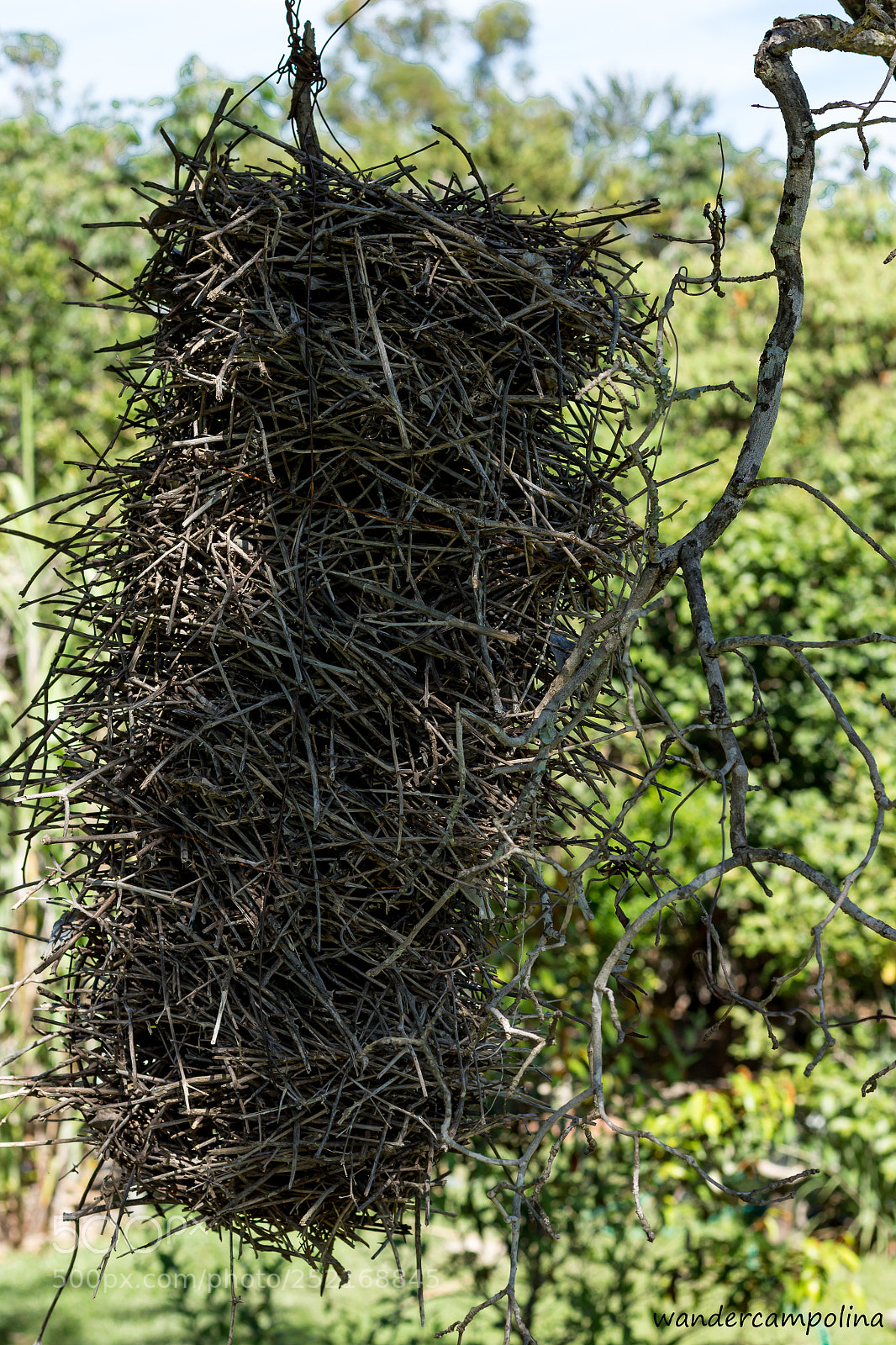 Canon EOS 700D (EOS Rebel T5i / EOS Kiss X7i) sample photo. Bird's nest photography