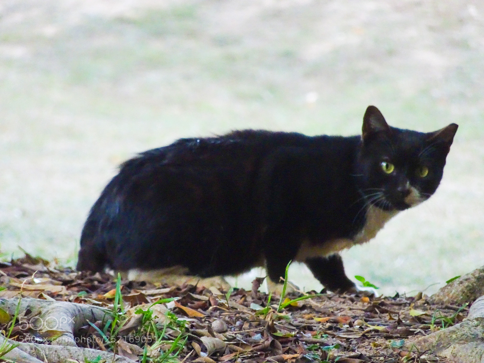 Sony Cyber-shot DSC-HX90V sample photo. A lovely cat photography