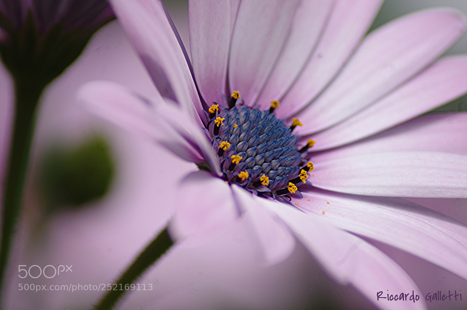 Pentax K-r sample photo. Daisy photography