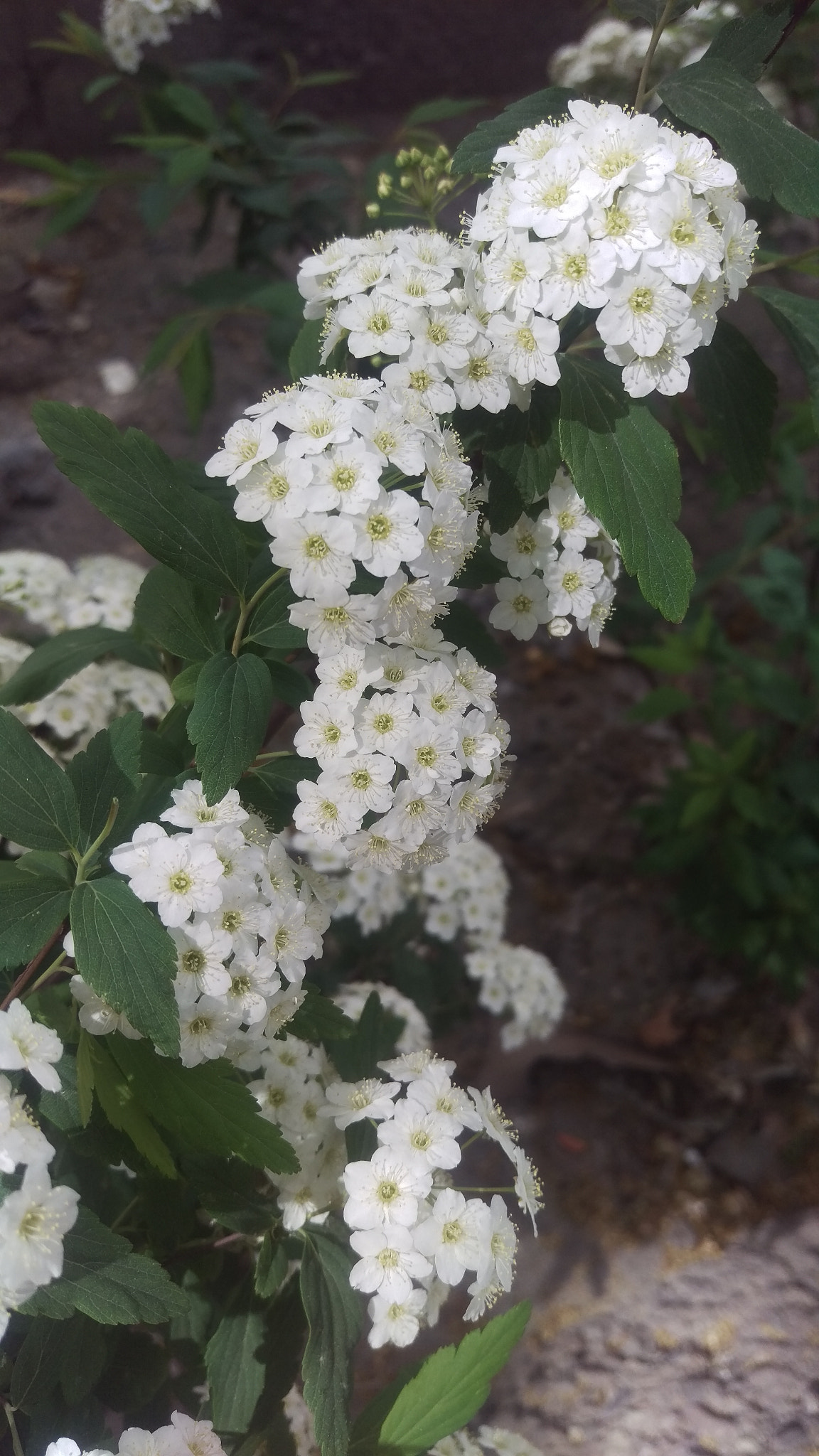 HTC ONE M9 sample photo. Dressed in white and green photography