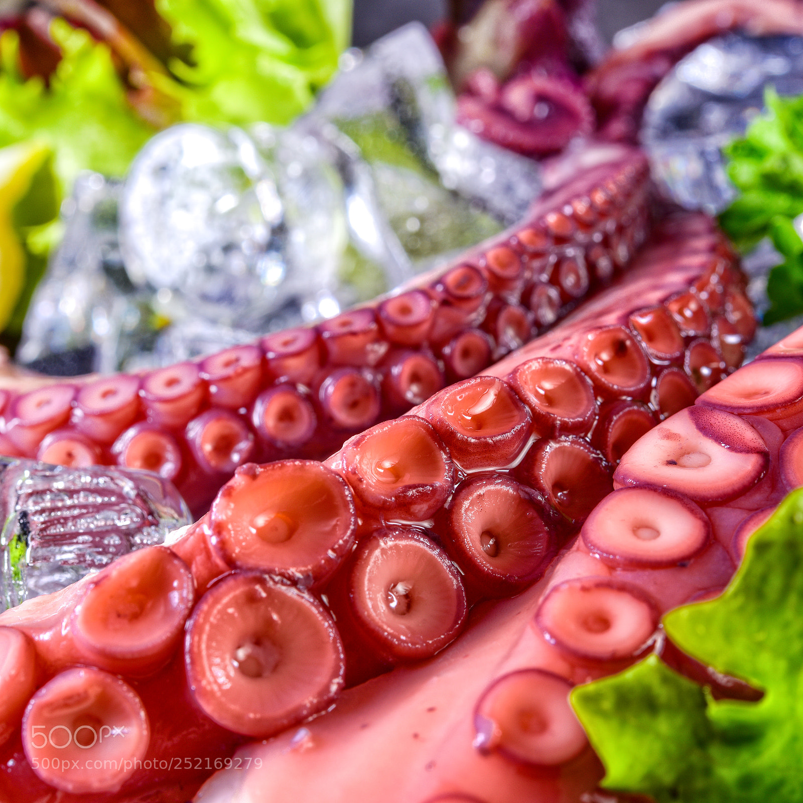 Nikon D810 sample photo. Raw octopus on the photography