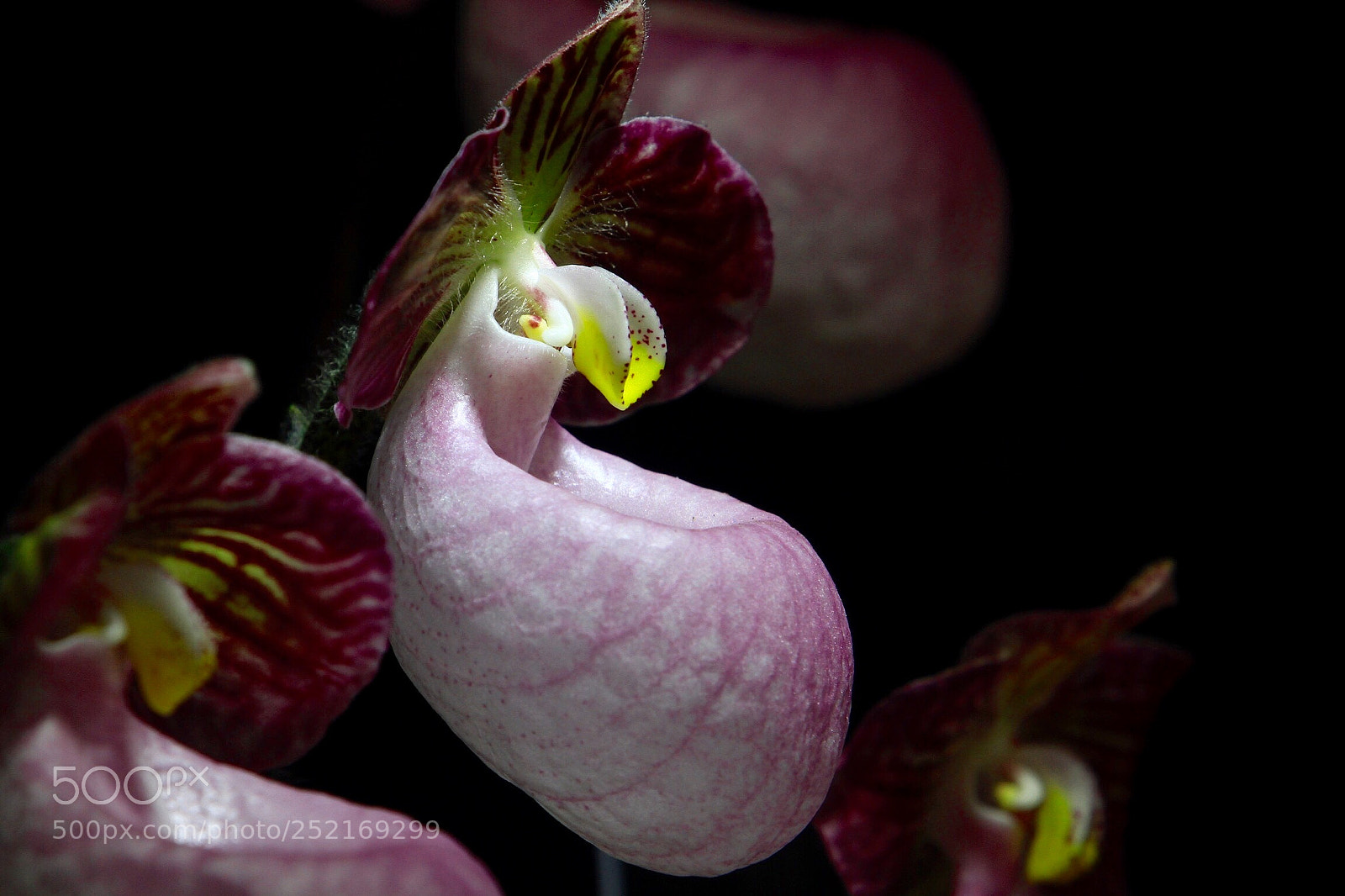 Canon EOS 7D sample photo. Untitled photography