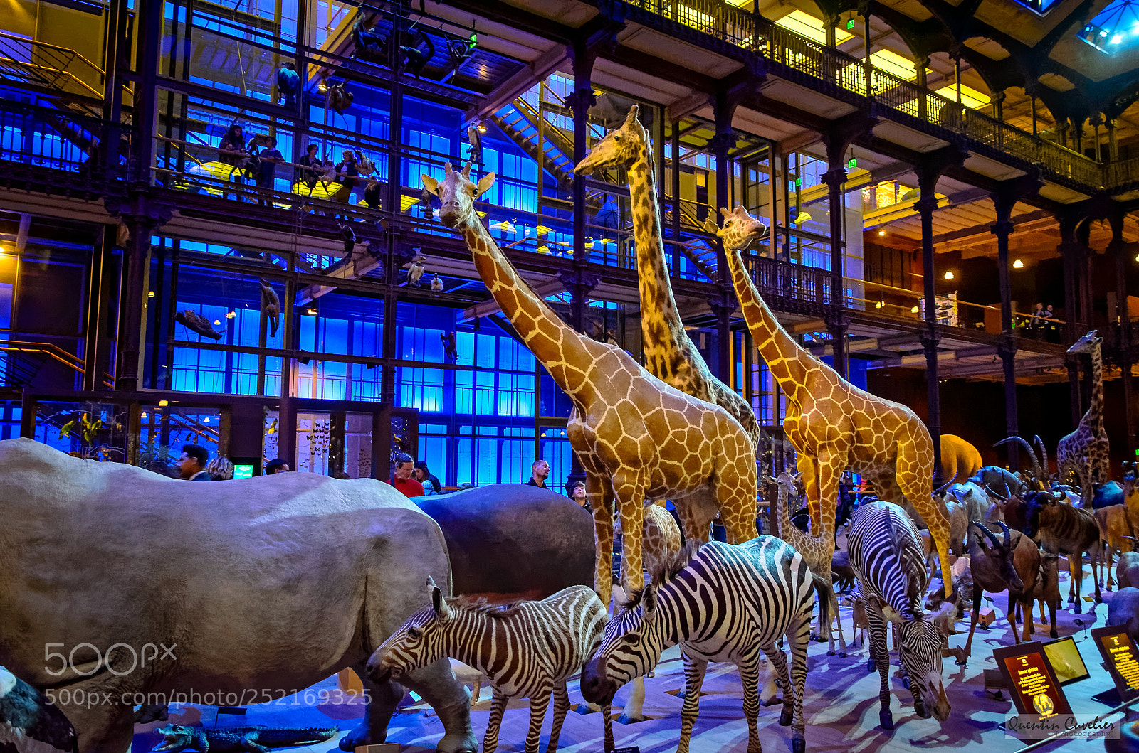 Nikon D7000 sample photo. National museum of natural photography