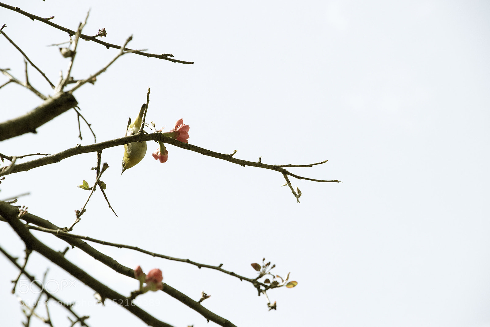Canon EOS 80D sample photo. Bird photography