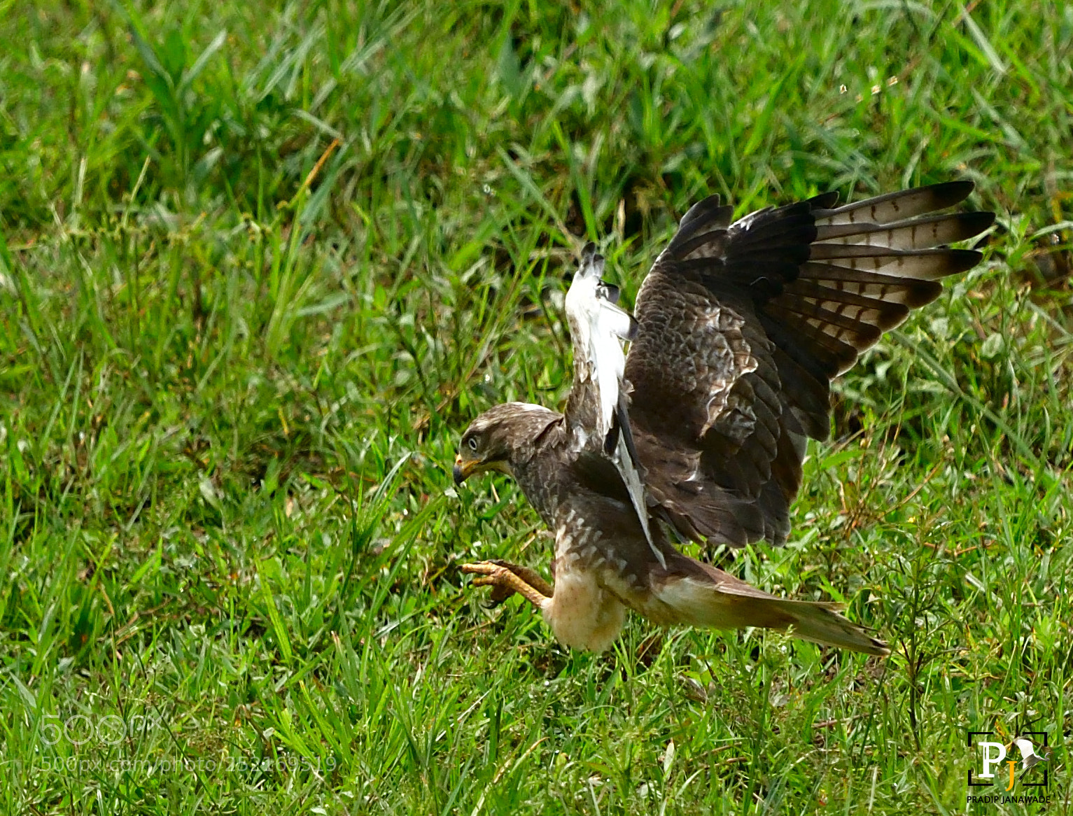 Nikon D500 sample photo. Black kite photography