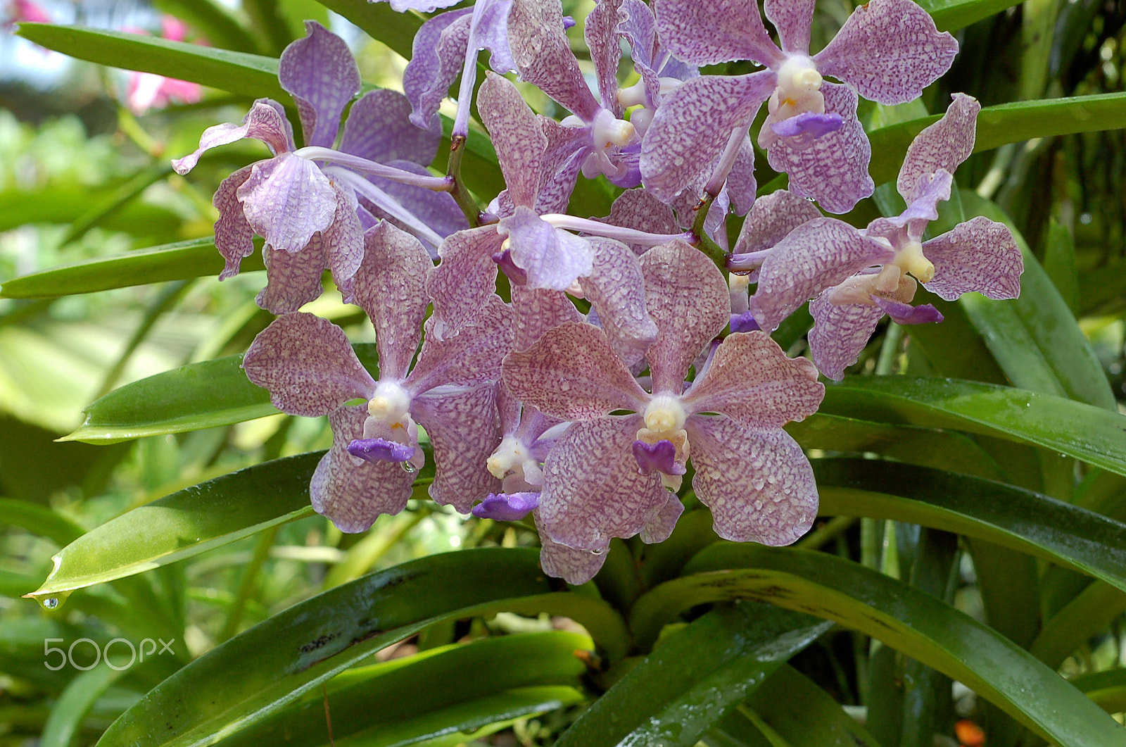 Nikon D50 sample photo. Orchids photography