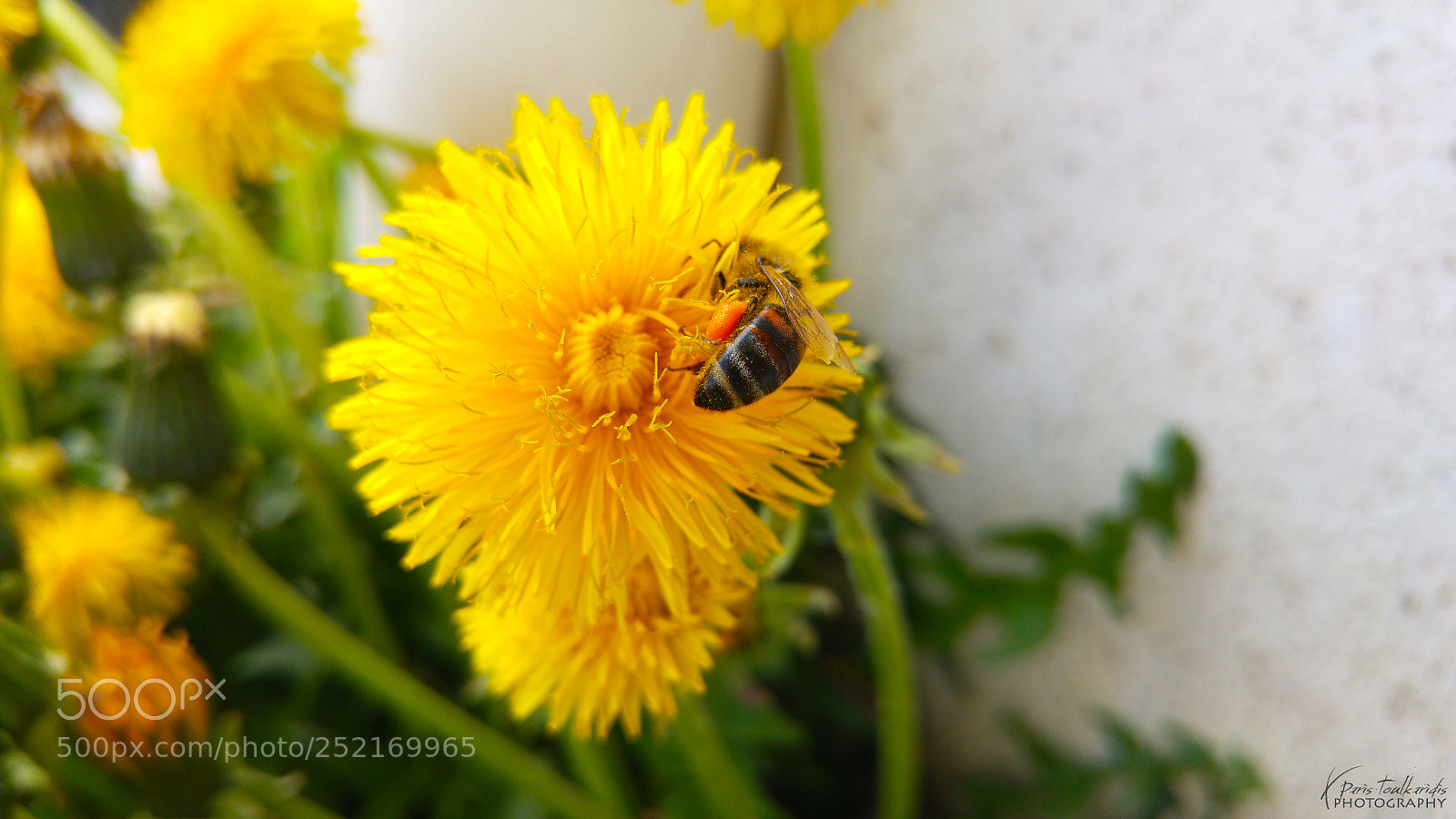 LG G4 sample photo. Macro flower photography